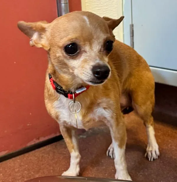 An adult small-sized female Chihuahua dog named Squeaks for adoption in Oakland, CA