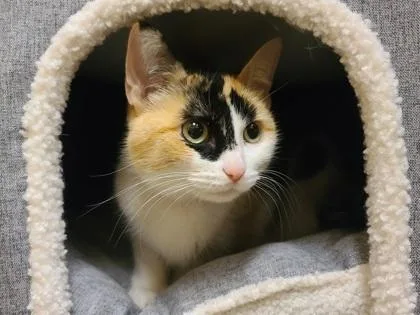 An adult small-sized female Domestic Short Hair cat named Stew for adoption in Golden Valley, MN