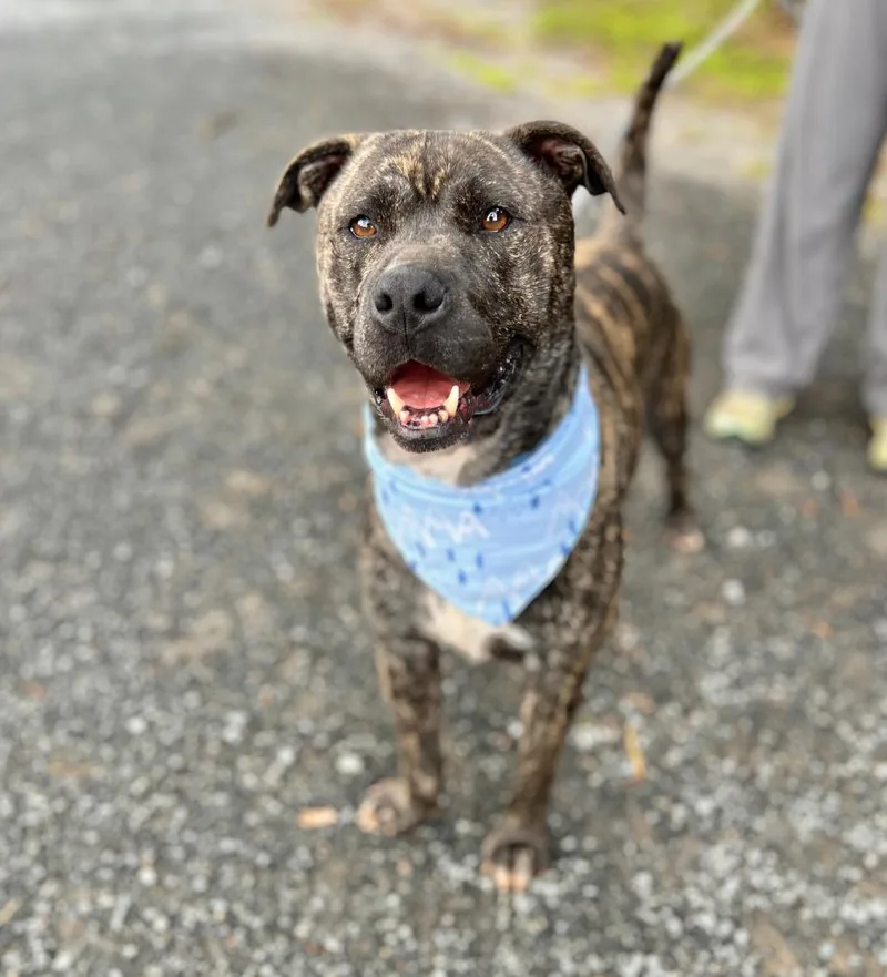 An adult medium-sized male Mixed Breed dog named Springer for adoption in Ellijay, GA