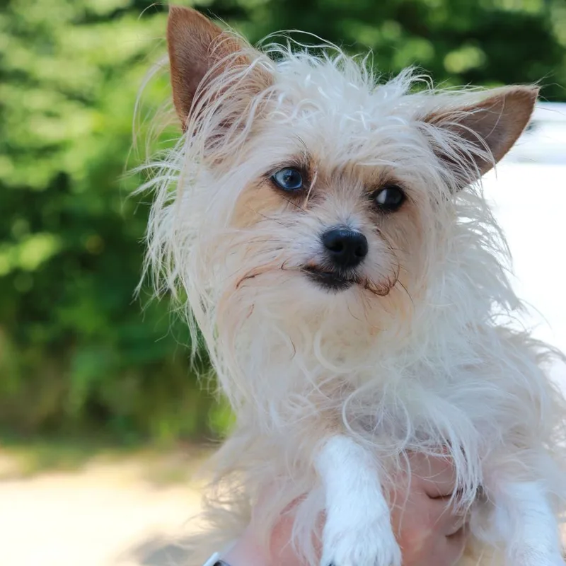 A young medium-sized male Gray / Blue / Silver Chihuahua dog named CT Peanut for adoption in Eastford, CT