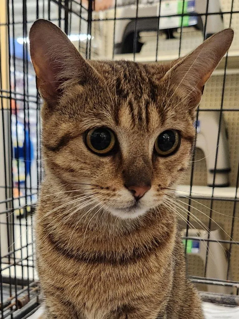 A baby small-sized female Domestic Short Hair cat named Harriet for adoption in Camp Hill, PA
