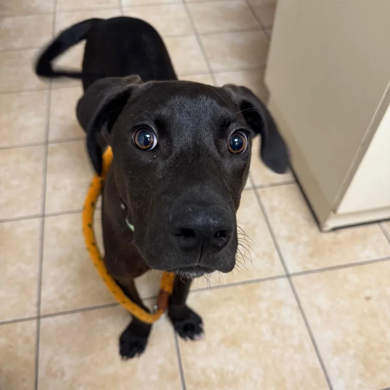 A young medium-sized male Black Labrador Retriever dog named Coca Cola for adoption in Pekin, IL