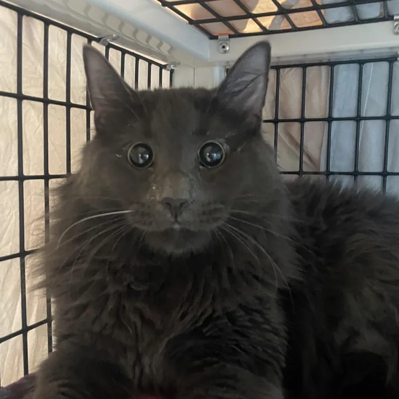 A young large-sized male Gray / Blue / Silver Domestic Long Hair cat named Minivan for adoption in Chicago, IL