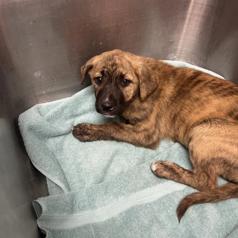 A baby small-sized female Brindle Shepherd dog named Pipp for adoption in Birmingham, AL