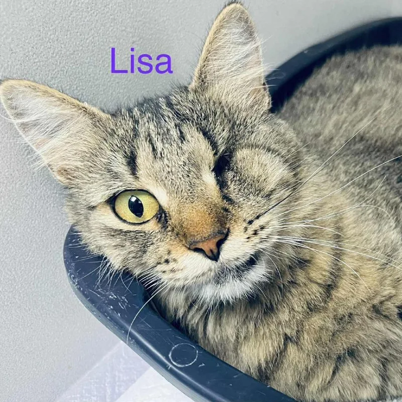 Lisa thumbnail 3