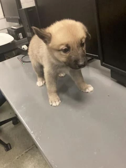 A baby small-sized female Mixed Breed dog named Blossom for adoption in Dallas, TX