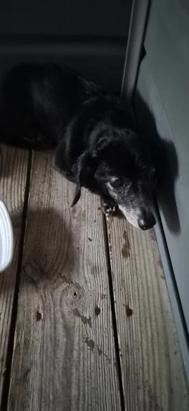 A senior small-sized female Dachshund dog named Pen Margie for adoption in Lawrenceville, GA