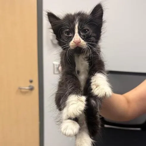 A baby small-sized female Black Domestic Medium Hair cat named Jules for adoption in Jacksonville, FL