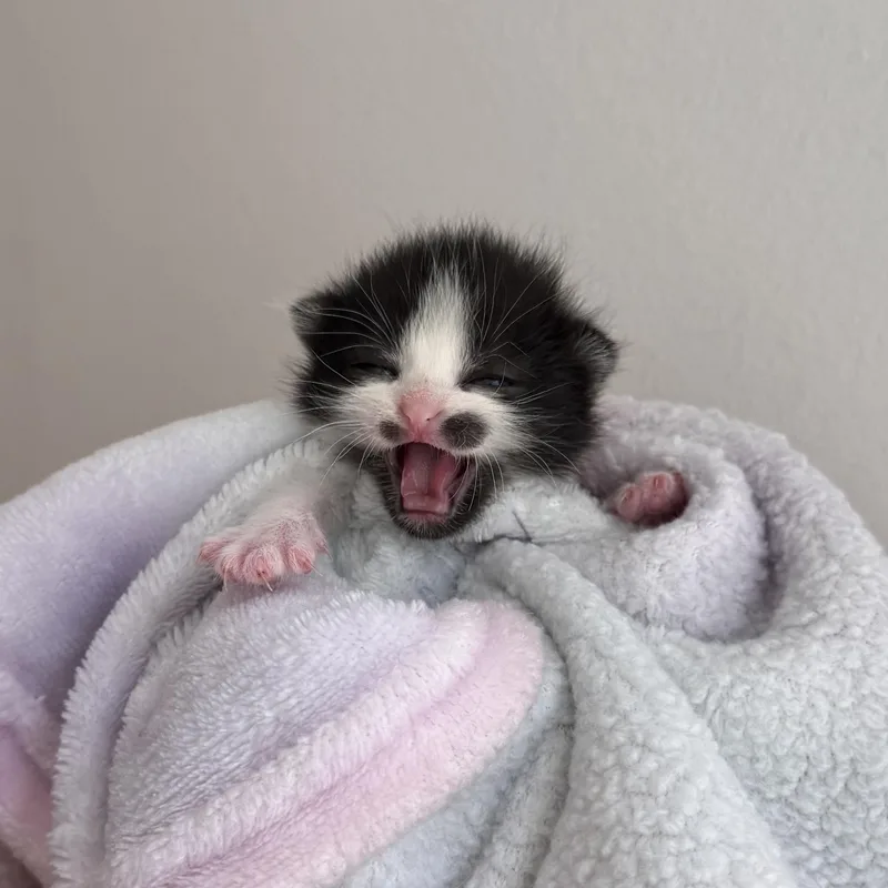 A baby medium-sized female Black & White / Tuxedo Domestic Short Hair cat named Moe for adoption in Greensboro, NC