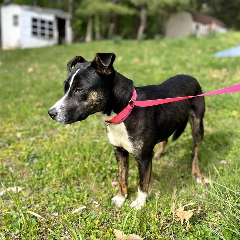 A young small-sized female Black Mouth Cur dog named April for adoption in Rockville, MD