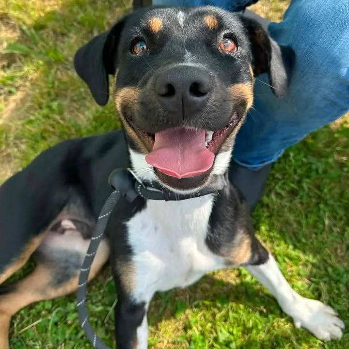 A young medium-sized female Beagle dog named Lucinda for adoption in Springdale, AR