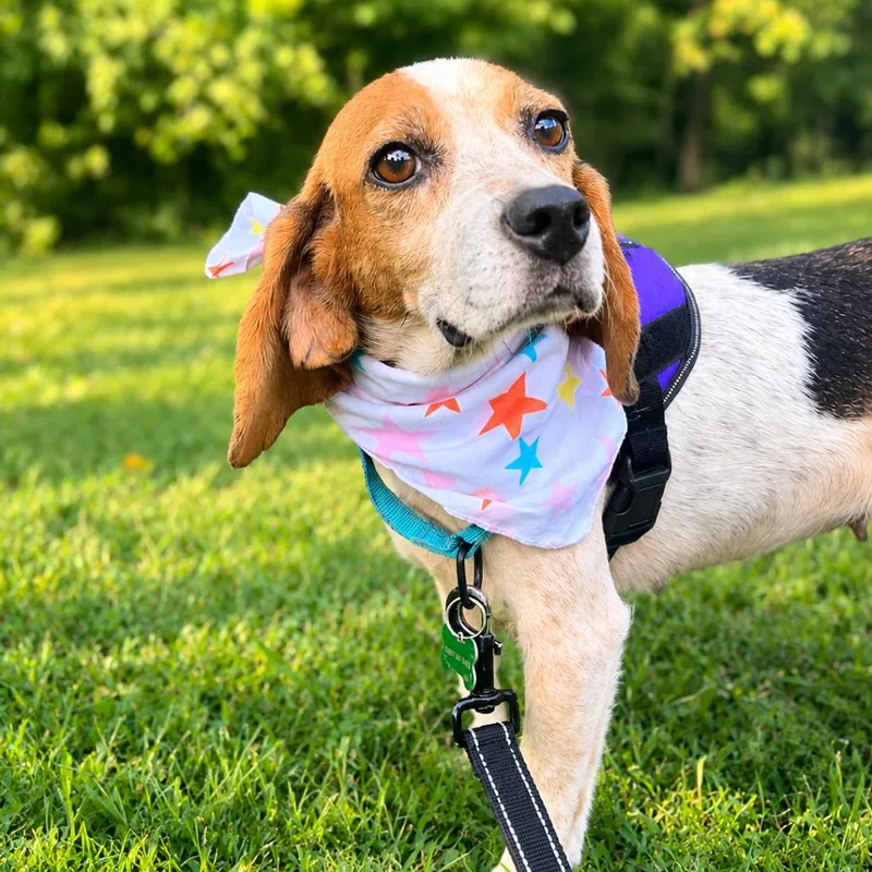 An adult small-sized female White / Cream Beagle dog named Hazel for adoption in Troy, VA