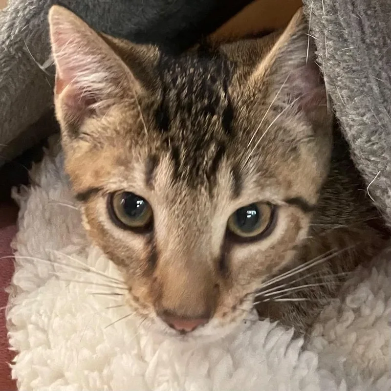 A baby medium-sized female Domestic Short Hair cat named Kiara for adoption in New York, NY
