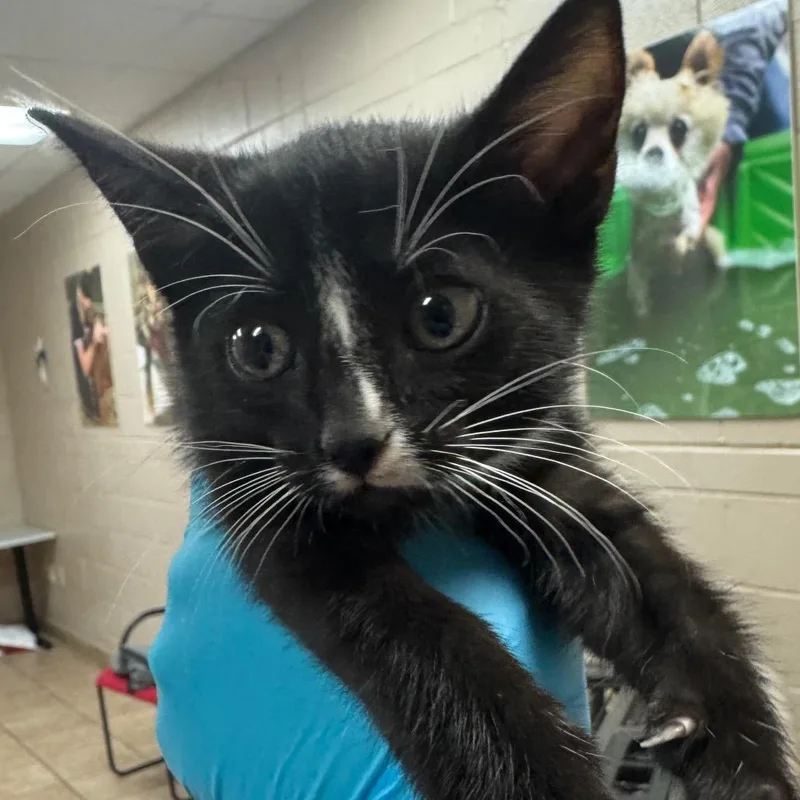 A baby small-sized female Black Domestic Short Hair cat named Anastasia for adoption in Birmingham, AL