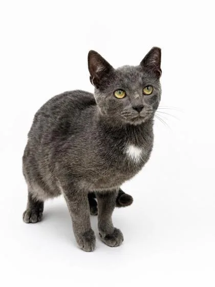 A young medium-sized male Domestic Short Hair cat named Marco for adoption in Bowling Green, KY