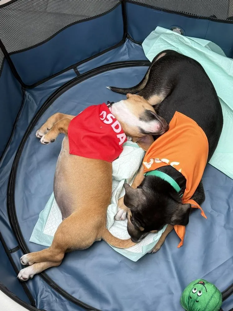 A baby small-sized female White / Cream Corgi dog named Philly for adoption in Richardson, TX