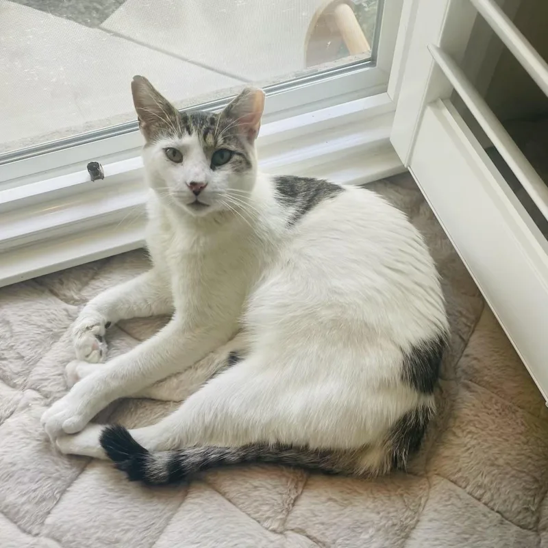 An adult medium-sized male White Turkish Van cat named Van for adoption in Sacramento, CA
