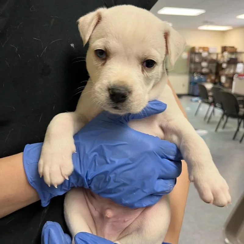 A baby small-sized male White / Cream Husky dog named Astro for adoption in Charlottesville, VA