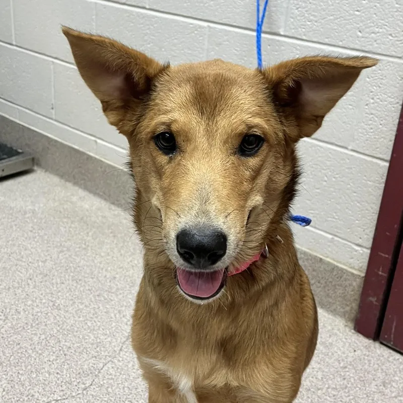 A young medium-sized female Brown / Chocolate Shepherd dog named Peanut Butter for adoption in Ardmore, OK