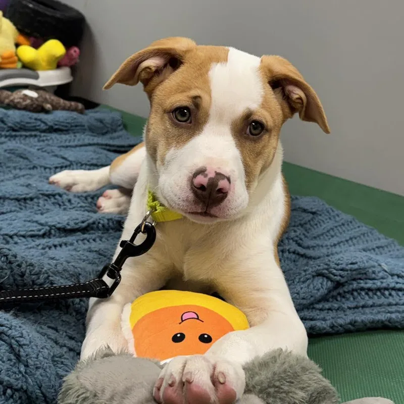 A baby medium-sized female Golden Pit Bull Terrier dog named Bonnie for adoption in Whitehall, PA