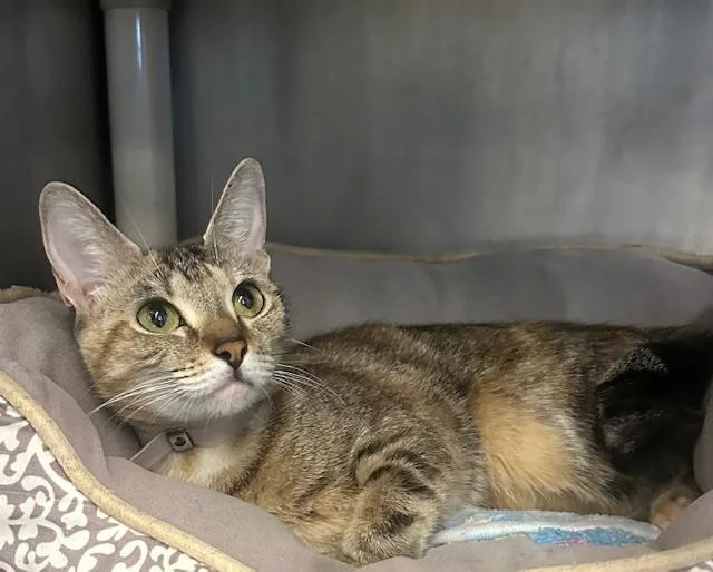 A young medium-sized female Domestic Short Hair cat named Moacha for adoption in Houston, TX