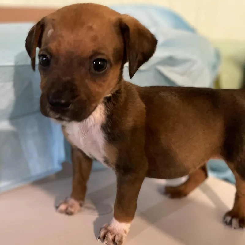 A baby medium-sized female Red / Chestnut / Orange English Bulldog dog named Anna for adoption in Mundelein, IL