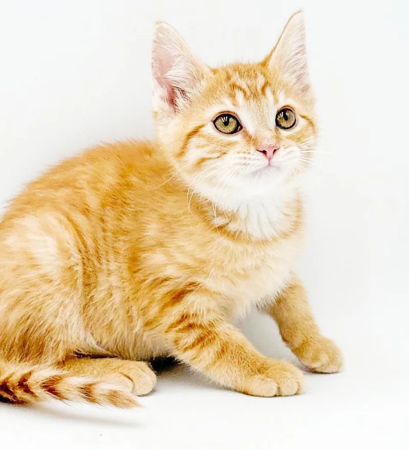 A baby small-sized male Tabby (Orange / Red) Tabby cat named Pepper can he for adoption in Bedford Hills, NY