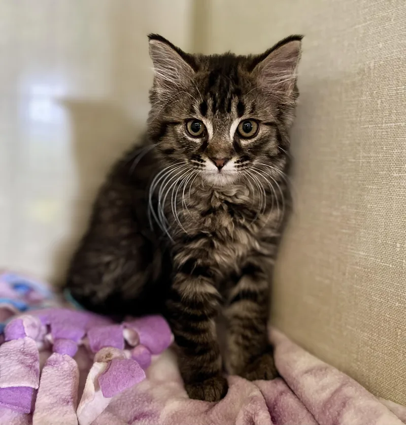 A baby medium-sized female Tabby (Brown / Chocolate) Domestic Medium Hair cat named Bada Boom for adoption in Seville, OH