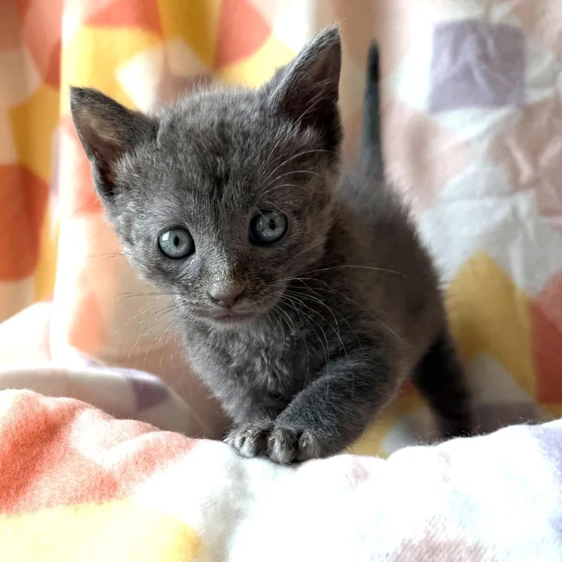 A baby medium-sized male Gray / Blue / Silver Russian Blue cat named Kumquat for adoption in Kansas City, KS