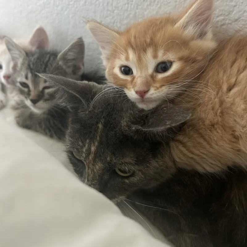 An adult small-sized female Tortoiseshell Domestic Short Hair cat named Luna for adoption in Denver, CO
