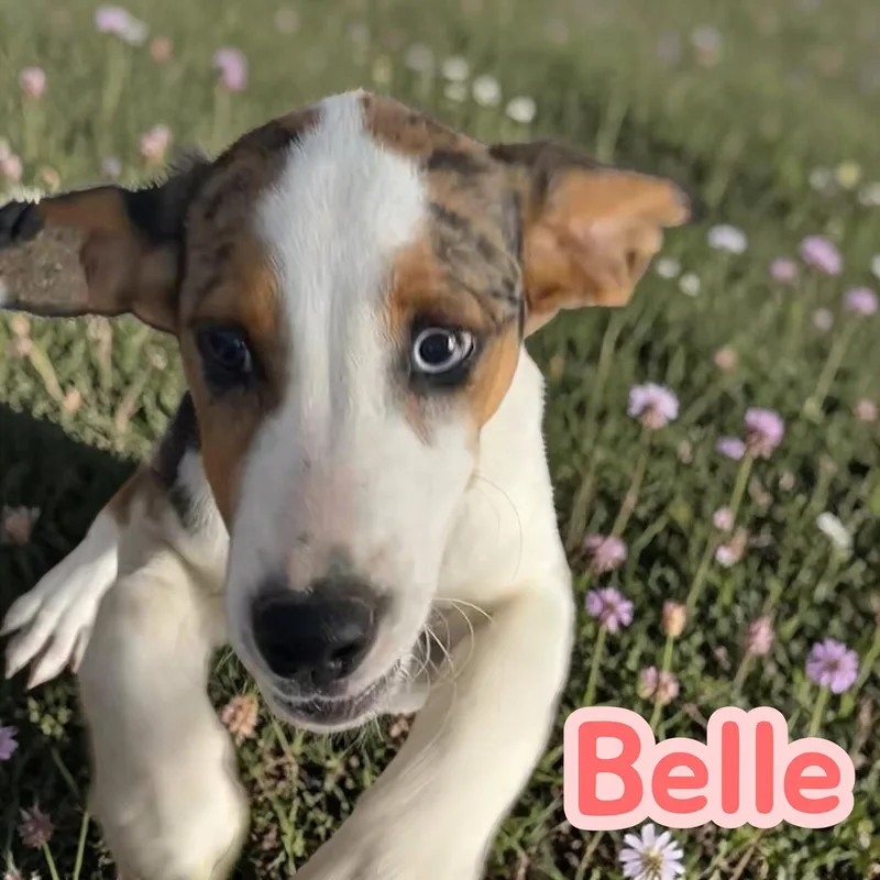 Belle A Beautiful