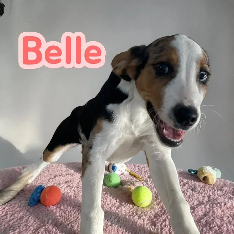 Belle  A Beautiful thumbnail 3