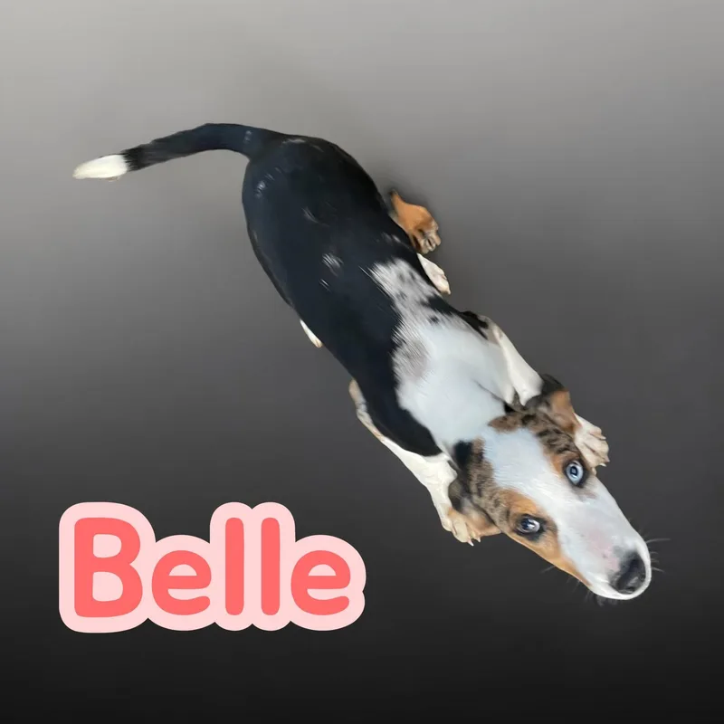 Belle  A Beautiful thumbnail 4
