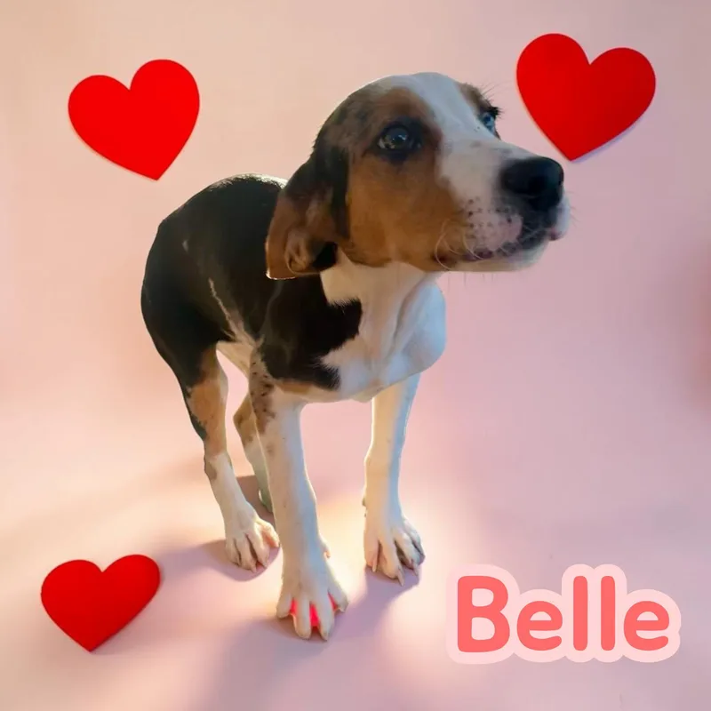 Belle  A Beautiful thumbnail 5