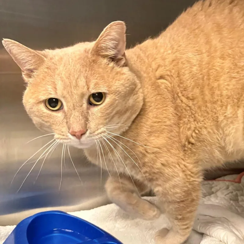 An adult small-sized male Buff / Tan / Fawn Domestic Short Hair cat named Toby for adoption in East Hanover, NJ