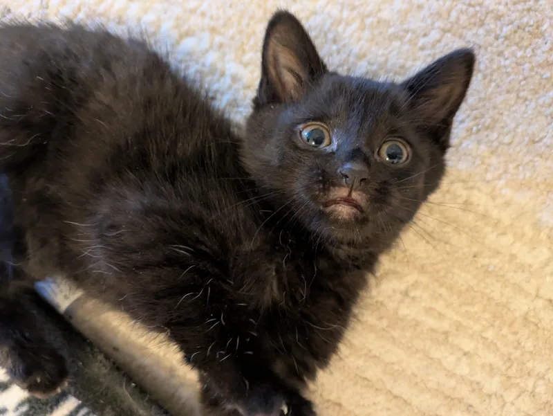 A baby medium-sized female Black Domestic Short Hair cat named Smudge for adoption in Haddon Heights, NJ