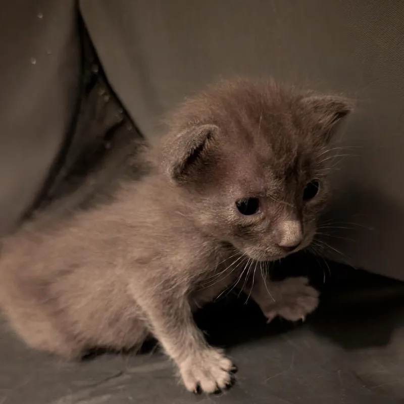 A baby small-sized female Gray / Blue / Silver Domestic Short Hair cat named Tessa for adoption in North Port, FL