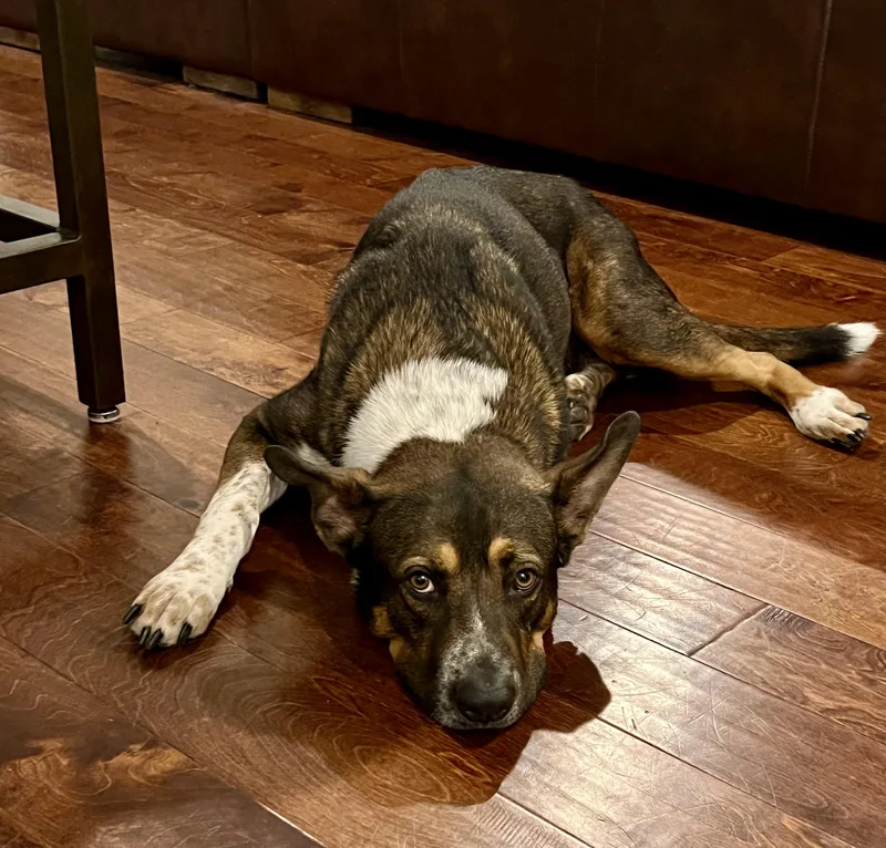 A young large-sized male German Shepherd Dog dog named Mojo for adoption in Mooresville, NC