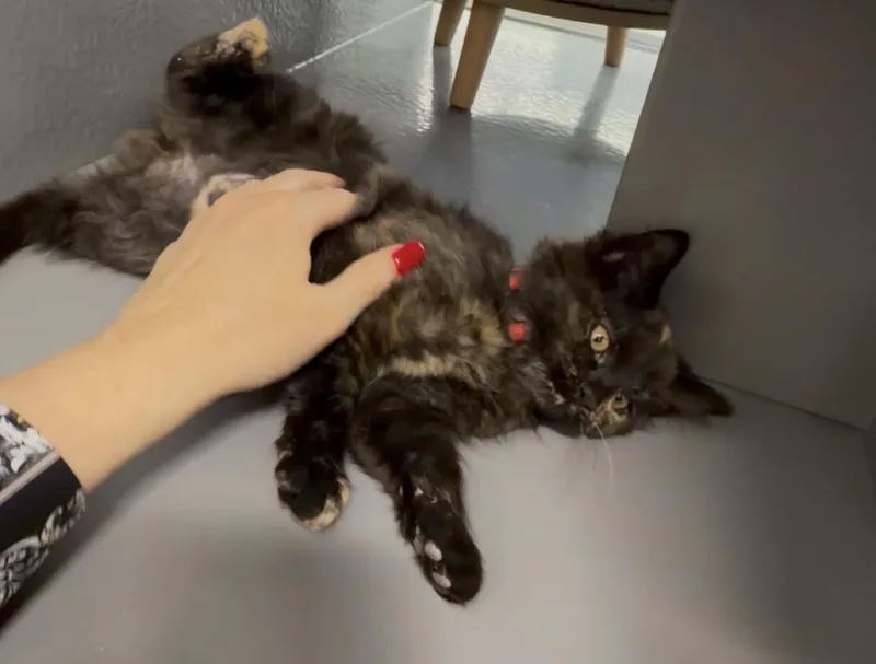 Ginger Spice thumbnail 2