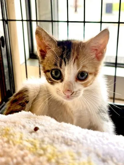 A baby small-sized female Domestic Short Hair cat named Purrnadette Peters for adoption in New Orleans, LA