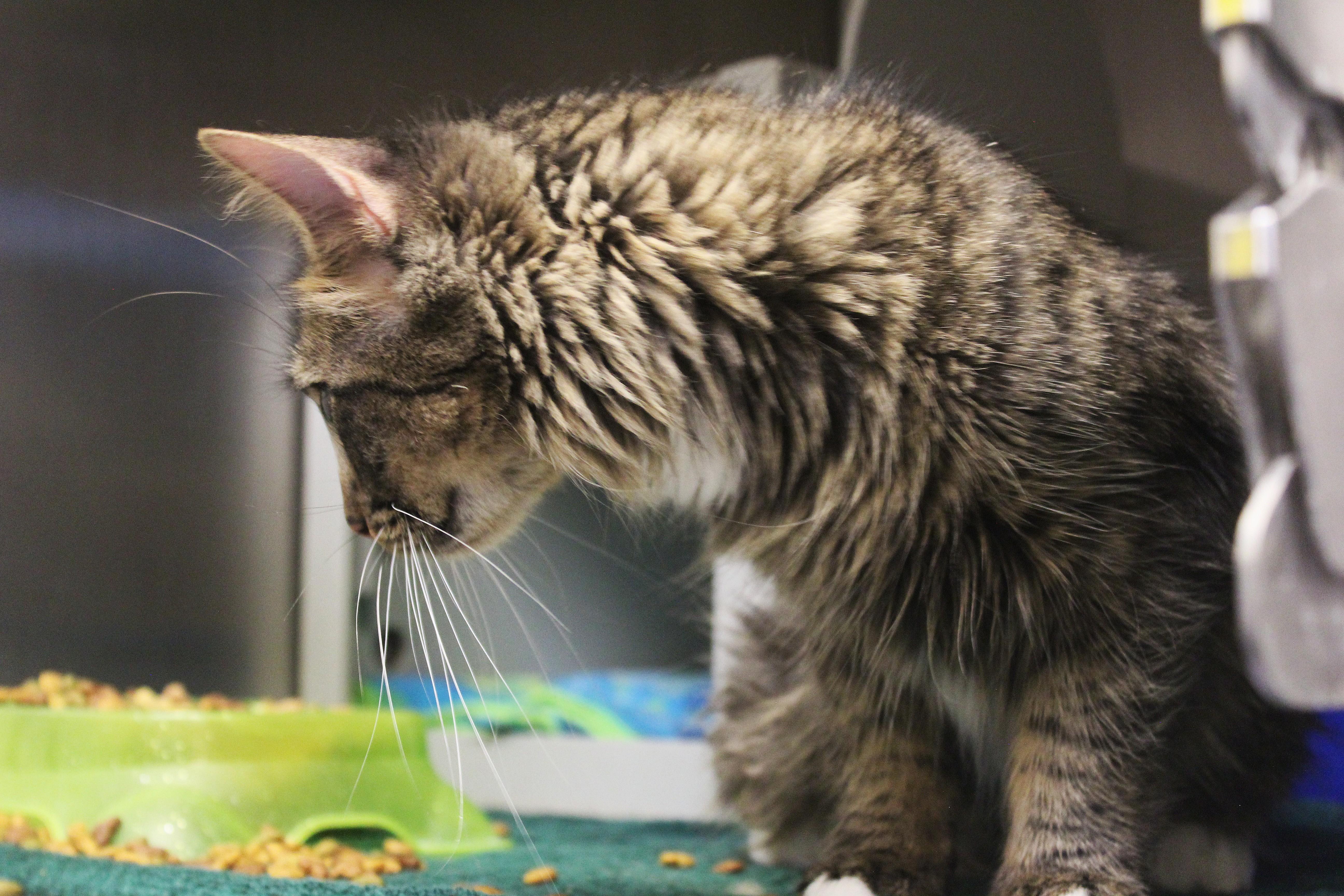 A young large-sized female Tabby (Brown / Chocolate) Domestic Long Hair cat named Alana for adoption in Yucca Valley, CA