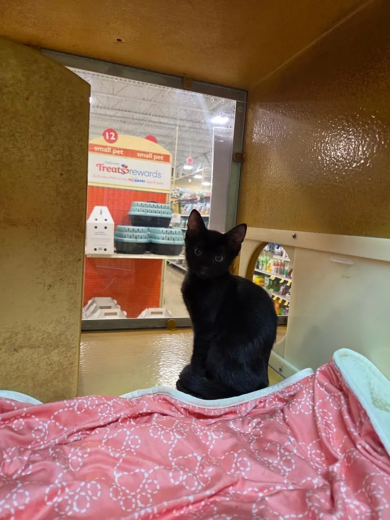 A baby medium-sized female Domestic Short Hair cat named Rebbie for adoption in Tampa, FL