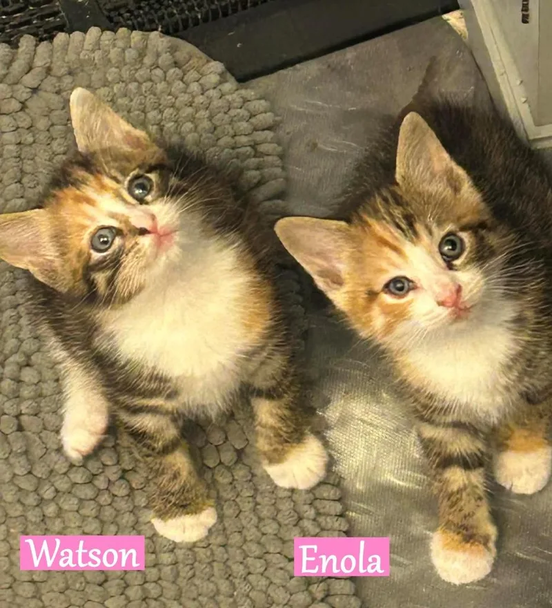 A baby medium-sized female Domestic Short Hair cat named Enola for adoption in Hoover , AL