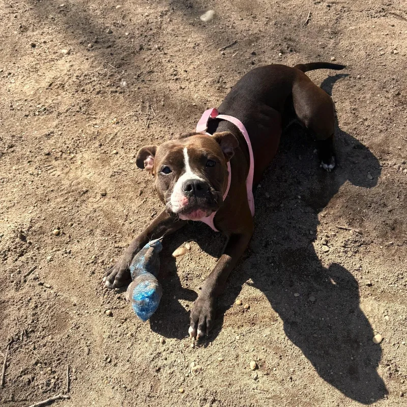 A young medium-sized female Mixed Breed dog named Junie for adoption in Brookhaven, NY