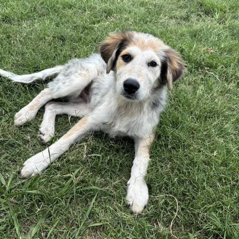 A baby medium-sized male Great Pyrenees dog named Eddie Munster for adoption in Sunnyvale, TX