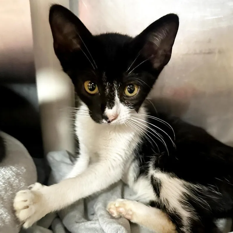 A baby small-sized female Black Domestic Short Hair cat named Guajillo for adoption in Austin, TX