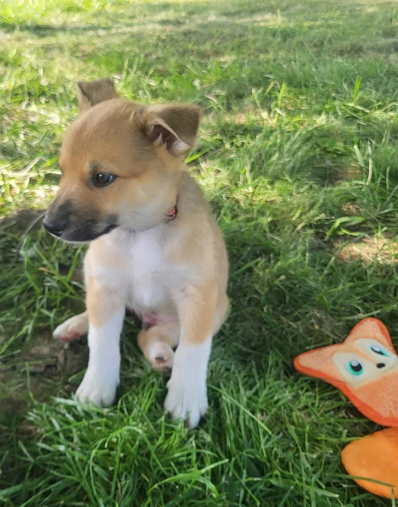 A baby medium-sized male Golden Retriever dog named Chess for adoption in Germantown, OH