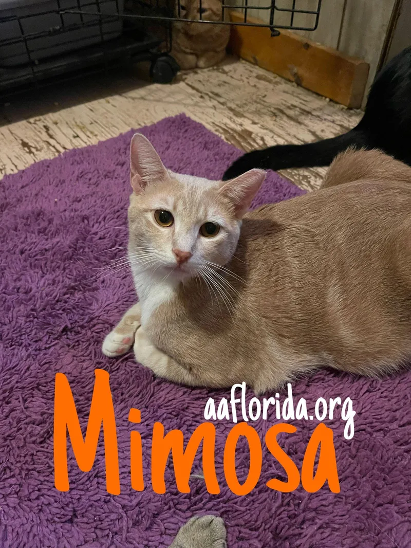 Mimosa