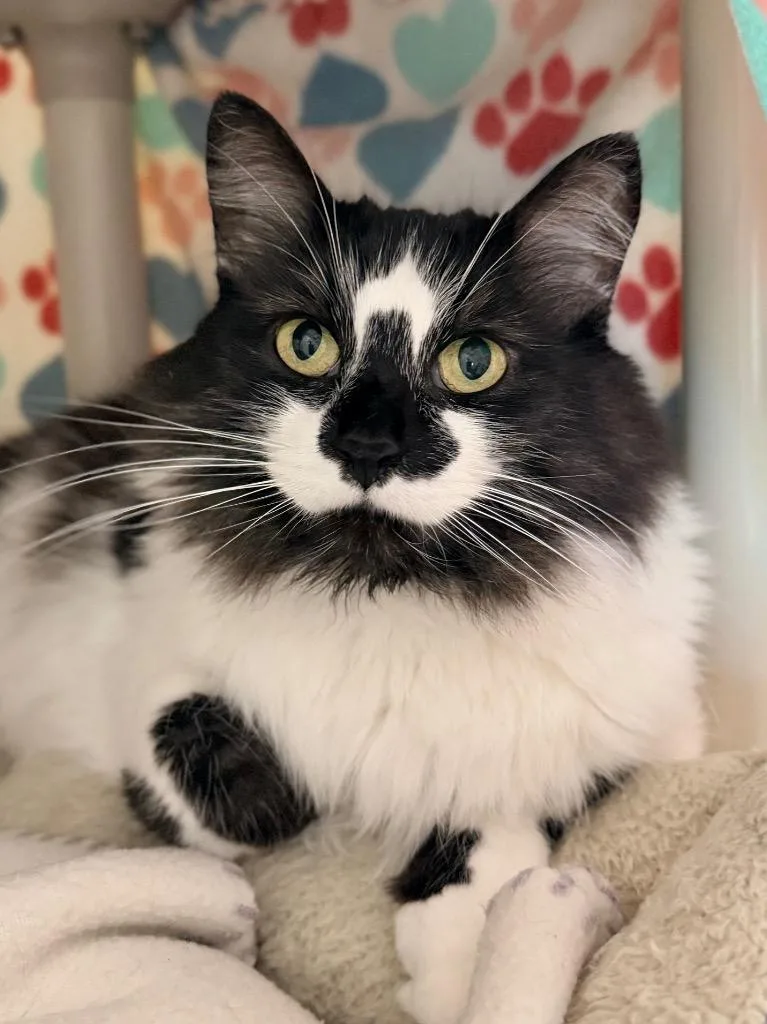 A senior medium-sized female Domestic Medium Hair cat named Cassava for adoption in Menomonie, WI
