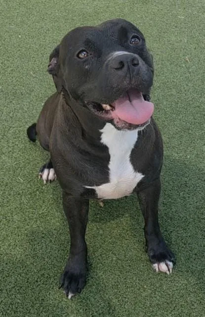 An adult large-sized female American Staffordshire Terrier dog named Harper for adoption in Fort Lauderdale, FL